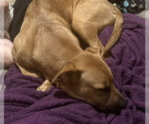 Labrador Retriever-Unknown Mix Dogs for adoption in Ogden, UT, USA