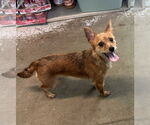 Small #1 Mutt