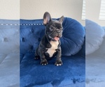 Small Photo #23 French Bulldog Puppy For Sale in CARY, NC, USA
