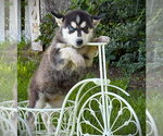 Small #1 Siberian Husky
