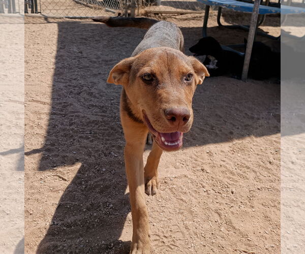 Medium Photo #1 Australian Kelpie Puppy For Sale in Apple Valley, CA, USA