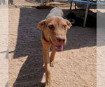 Small Australian Kelpie