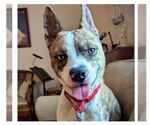 Small #9 Catahoula Leopard Dog Mix