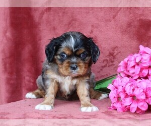 Cavalier King Charles Spaniel Puppy for sale in FREDERICKSBG, OH, USA