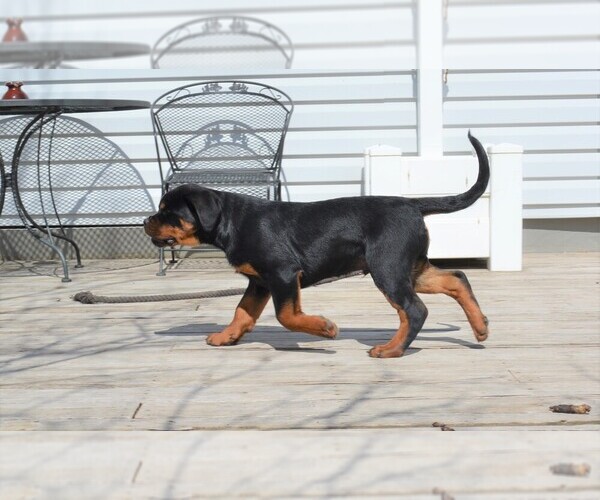 Medium Photo #9 Rottweiler Puppy For Sale in OGALLALA, NE, USA