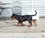 Small Photo #9 Rottweiler Puppy For Sale in OGALLALA, NE, USA
