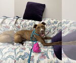 Small #5 American Pit Bull Terrier Mix