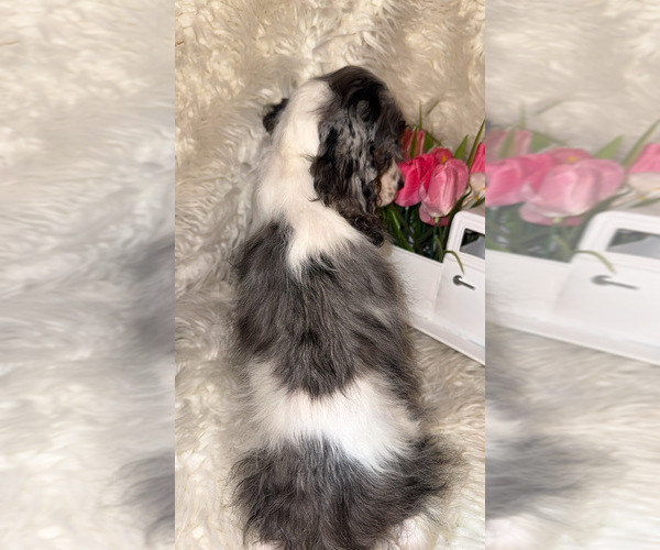 Medium Photo #3 Cocker Spaniel Puppy For Sale in HESPERIA, CA, USA