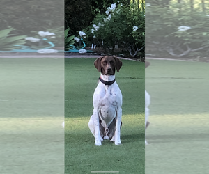 Father of the German Shorthaired Pointer puppies born on 03/16/2026