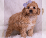 Small Photo #91 Poodle (Toy) Puppy For Sale in WARSAW, IN, USA