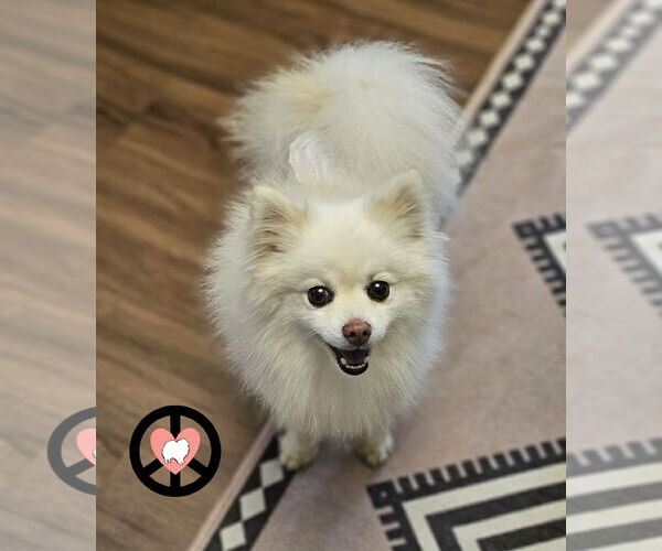 Medium Photo #1 Pomeranian Puppy For Sale in Lebanon, PA, USA