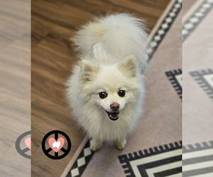 Pomeranian Dogs for adoption in Lebanon, PA, USA