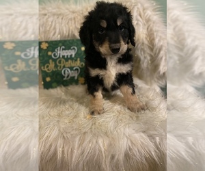 Aussiedoodle Puppy for sale in BEECH GROVE, IN, USA