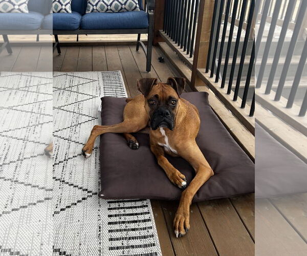 Medium Photo #4 Boxer Puppy For Sale in Woodbury, MN, USA