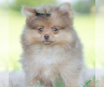Small #2 Pomeranian