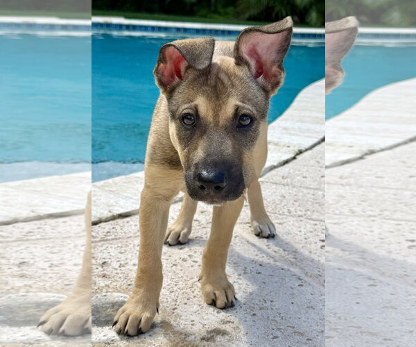 Medium Photo #1 Mutt Puppy For Sale in Royal Palm Beach, FL, USA