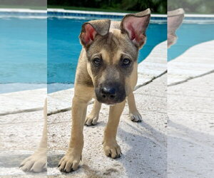 Mutt Dogs for adoption in Royal Palm Beach, FL, USA