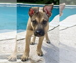 Betsy - Female Mutt Dog for Adoption - Small photo
