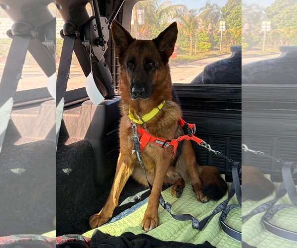 Medium Photo #2 German Shepherd Dog Puppy For Sale in Plantation, FL, USA
