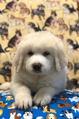 Great Pyrenees Puppy for sale in ARCADIA, LA, USA