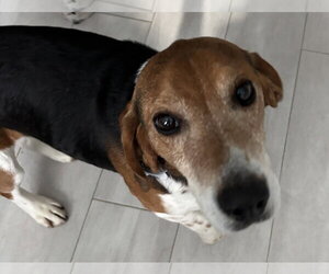 Beagle Dogs for adoption in Alexander, AR, USA
