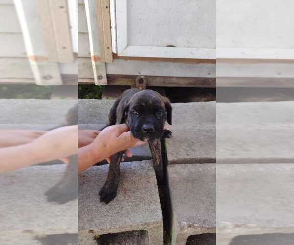 Medium Photo #16 Cane Corso Puppy For Sale in WEST PALM BCH, FL, USA