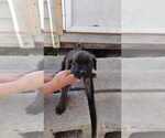 Small Photo #16 Cane Corso Puppy For Sale in WEST PALM BCH, FL, USA