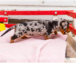 Small Photo #19 Dachshund Puppy For Sale in WAKARUSA, IN, USA