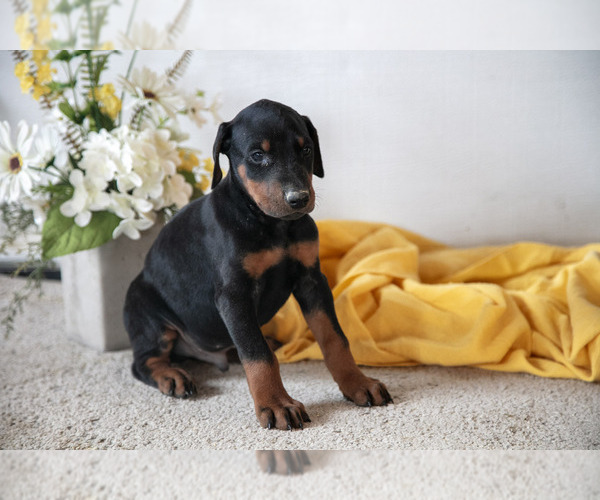 Medium Photo #2 Doberman Pinscher Puppy For Sale in NARVON, PA, USA