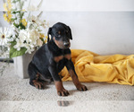 Small Photo #2 Doberman Pinscher Puppy For Sale in NARVON, PA, USA