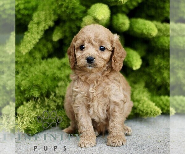 Medium Photo #1 Cavapoo Puppy For Sale in PARADISE, PA, USA