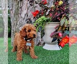 Small #5 Poodle (Miniature)-Poodle (Toy) Mix