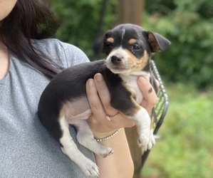 Chihuahua Puppy for sale in CASTLE HAYNE, NC, USA
