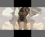 Small #4 German Shepherd Dog