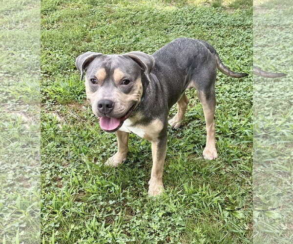 Medium Photo #3 American Pit Bull Terrier-Unknown Mix Puppy For Sale in Spring Lake, NJ, USA