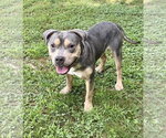 Small #2 American Pit Bull Terrier Mix