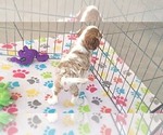 Small #7 Cavalier King Charles Spaniel