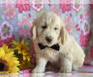 Goldendoodle Puppy for sale in LANCASTER, PA, USA