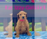 Small Photo #3 Goldendoodle Puppy For Sale in HEBRON, KY, USA