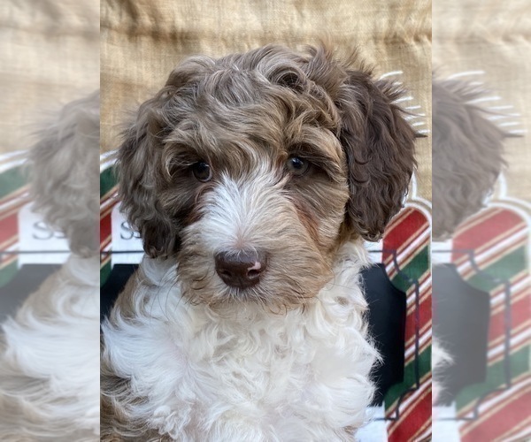 Medium Photo #18 F2 Aussiedoodle Puppy For Sale in CHAPEL HILL, NC, USA