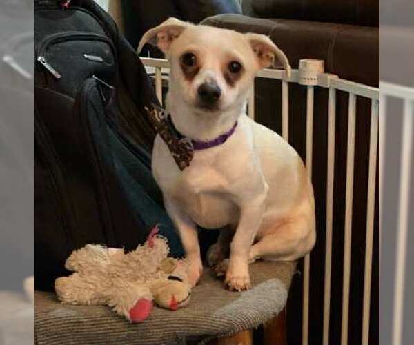 Medium Photo #2 Jack Chi Puppy For Sale in Princeton, MN, USA