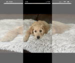 Small Photo #35 Goldendoodle Puppy For Sale in RATHDRUM, ID, USA