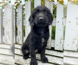 Labradoodle Puppy for sale in FREDERICKSBURG, OH, USA