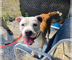 American Bulldog-Labrador Retriever Mix Dogs for adoption in Manahawkin, NJ, USA