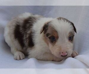 Border Collie Puppy for sale in MOSIER, OR, USA