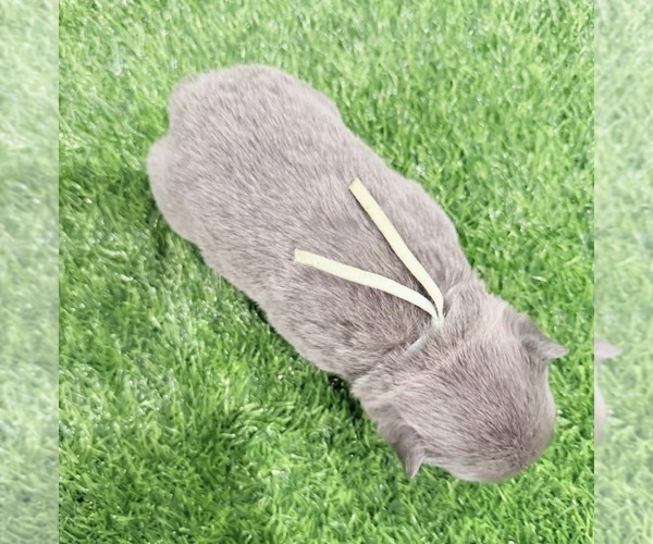 Medium Photo #8 French Bulldog Puppy For Sale in PORTSMOUTH, VA, USA