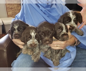 Wirehaired Pointing Griffon Puppy for sale in BURLEY, ID, USA