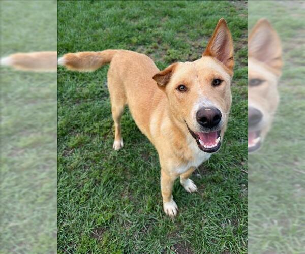 Medium Photo #1 Labrador Retriever-Unknown Mix Puppy For Sale in Conroe, TX, USA