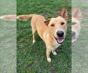 Labrador Retriever-Unknown Mix Dogs for adoption in Conroe, TX, USA