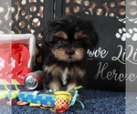 Small #2 Shorkie Tzu